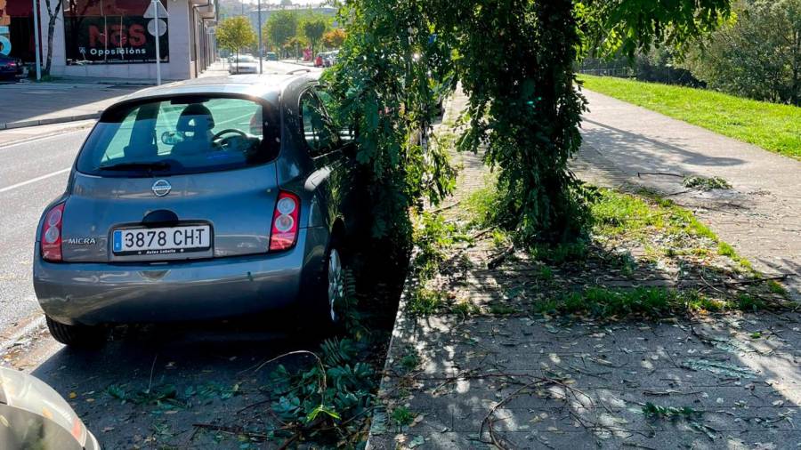Ramas caídas sobre un vehículo en la zona de Pontepedriña