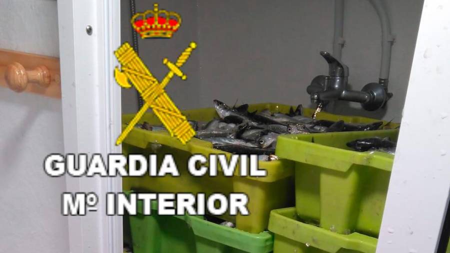 Sardina interceptada en el control en Portosín. Foto: Guardia Civil