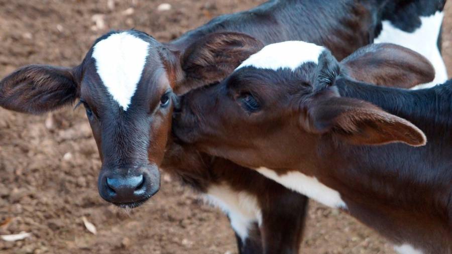 Terneros en una explotación dedicada al ganado de leche. Foto: Unión de uniones