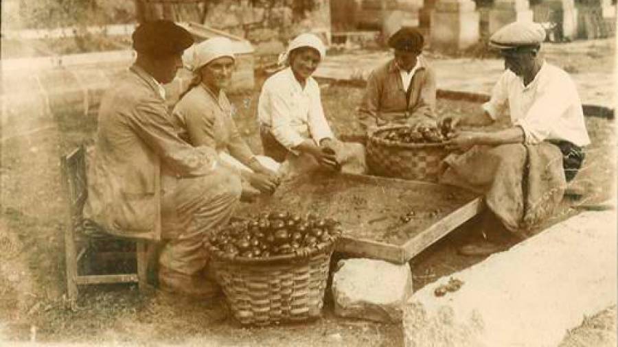 celebración. Trabajadores de la MBG separando la semilla del tomate de la pulpa. Foto: MBG-CSIC