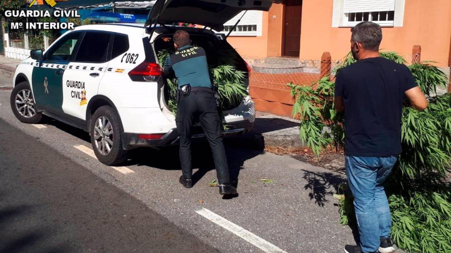 Intervención de la Guardia Civil de Pontevedra con la desarticulación de un cultivo de marihuana en Tui. FOTO: GUARDIA CIVIL