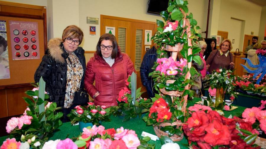 El público disfrutó con las diferentes variedades de camelias expuestas en el auditorio municipal de Valga.
