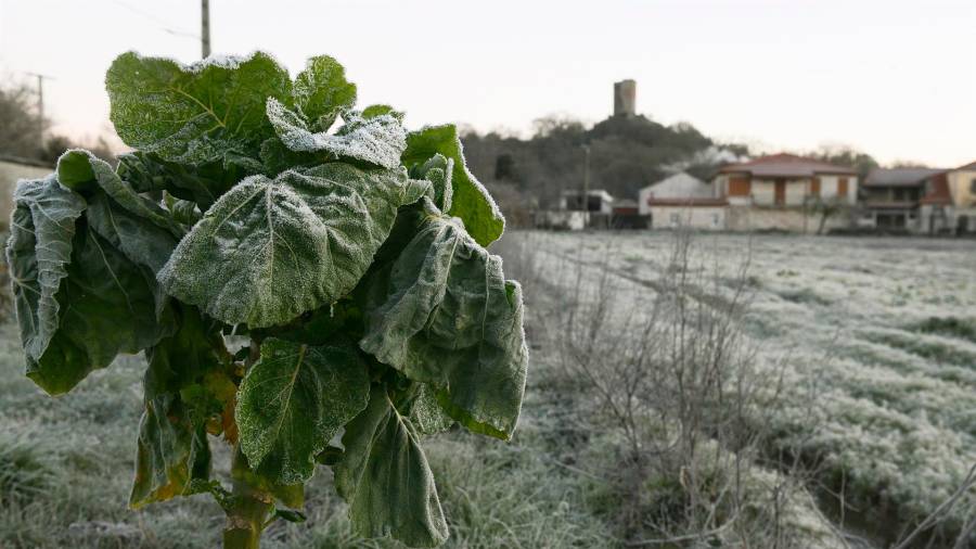 Vegetación afectada por las heladas en el concello de Sandiás. FOTO: Rosa Veiga