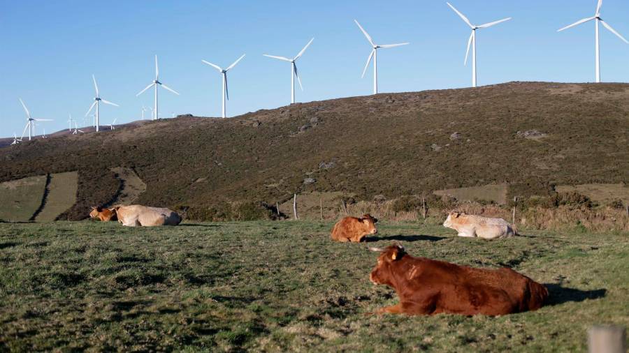 Varias vacas reposan frente a una fila de aerogeneradores en el Parque eólico de O Fiouco, de la Serra do Xistral, en la comarca de Terra Cha, a 22 de febrero de 2022, en Abadín, en Lugo. - Carlos Castro - Europa Press