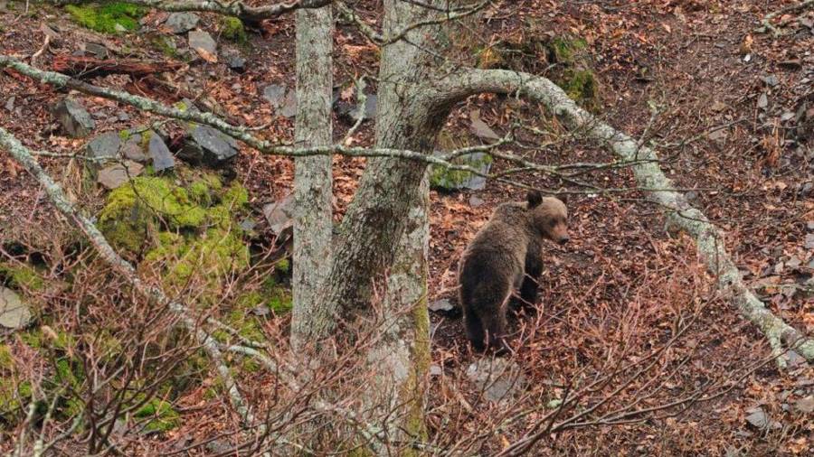 Imagen de un ejemplar joven de oso pardo en una incursión por tierras de Courel Foto: USC
