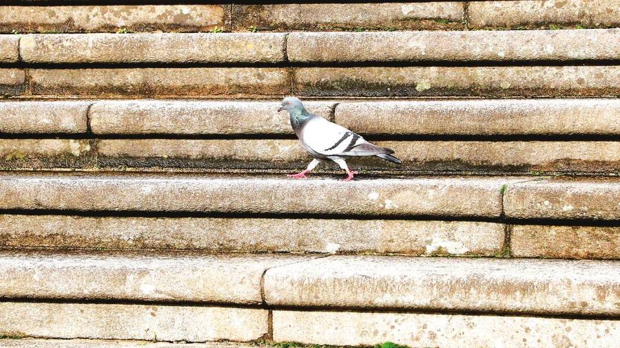 Una paloma en las escaleras de la plaza de A Quintana. Foto: Antonio Hernández