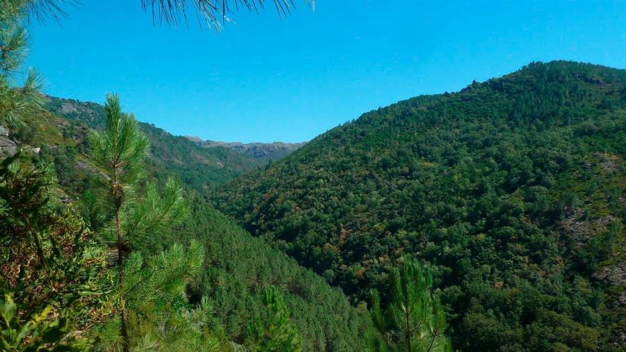 Solo el 15% de la superficie forestal gallega está protegida