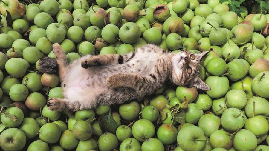 Descansando sobre un colchón de manzanas. (Fuente, www.genial.guru)