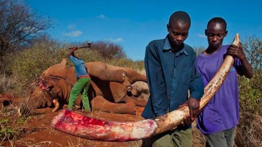 Para evitar que el marfil llegue al mercado negro, un guarda extrae los colmillos de un elefante toro asesinado ilegalmente en el Parque Nacional de Amboseli, Kenya. (Autor, Brent Stirton. Fuente, www.nationalgeographic.es)