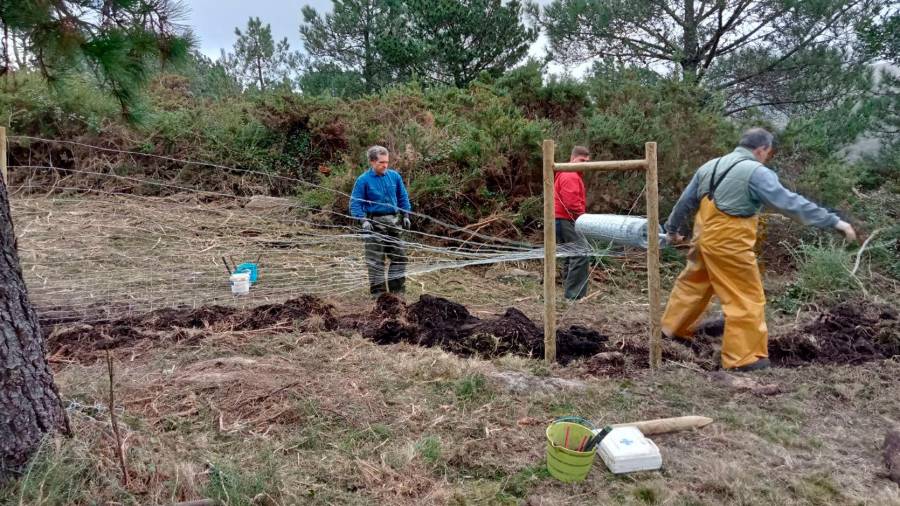 PROTECCIÓN. Un grupo de comuneiros de Baroña instalando peches nos terreos do seu ámbito para protexer ós seus animais dos ataques da fauna salvaxe. Foto: C.M.B.