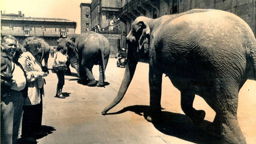 Los elefantes del Gran Circo Europa sorprenden a los viandantes a su paso por la praza do Obradoiro, junio del año 1990. Foto: Lavandeira/Efe