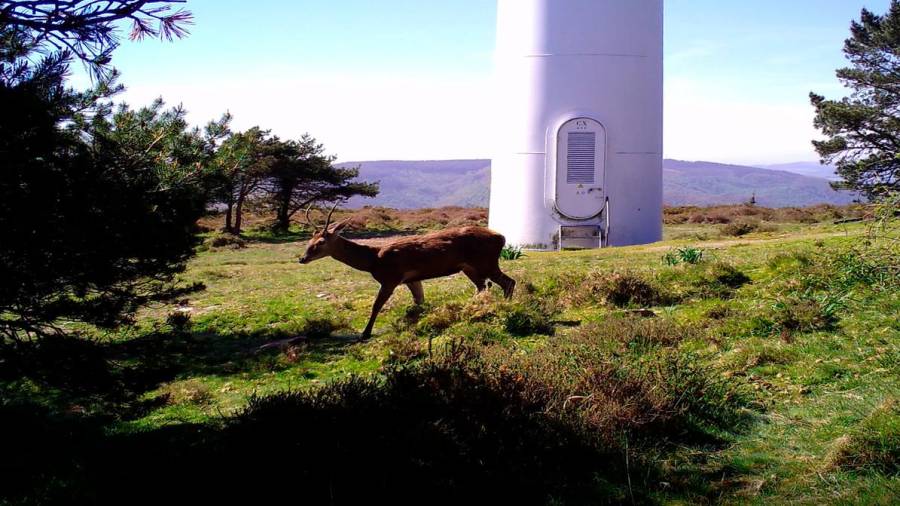 Un ciervo pasa ante la torre de un aerogenerador. Foto: Endesa