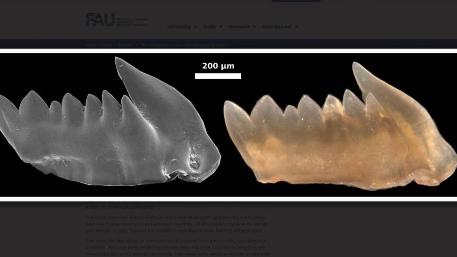 Los primeros depredadores de la Tierra tuvieron dientes que se regeneraban