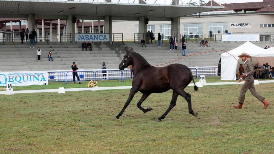 Un dos cabalos participantes no Campionato de España