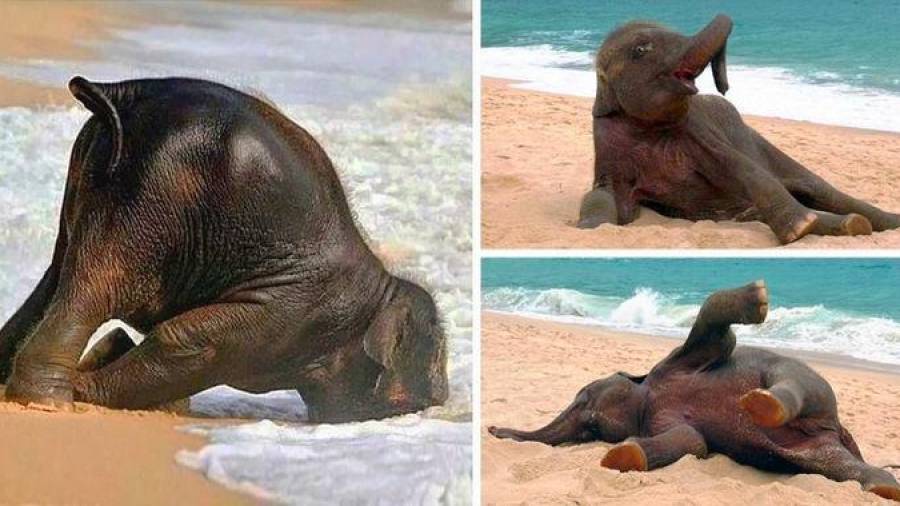 Un bebé elefante descubre el mar por primera vez. (Fuente, www.genial.guru)