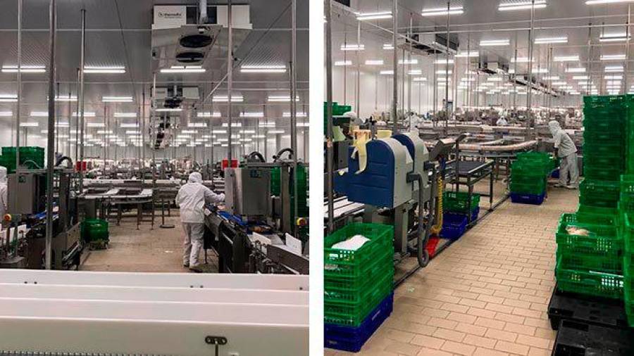 Imágenes de la planta de producción de Avícola de Galicia en Cambados con las medidas de seguridad incrementadas tras el incremento de la distancia entre operarios