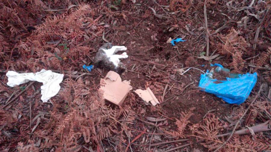 O gato que apareceu morto en Montouto. Foto: Abeiro