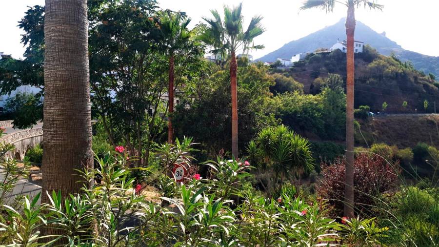 andalucía. Las palmeras son parte esencial y característica de su vegetación, muy sureña. Foto: Á.P.