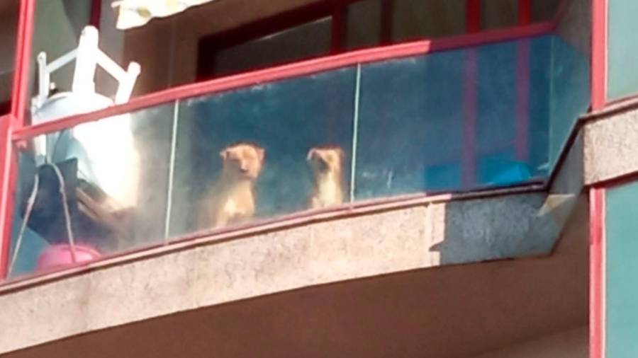 Los dos perros en la terraza que mira hacia la Travesía do Porto. Foto: VM