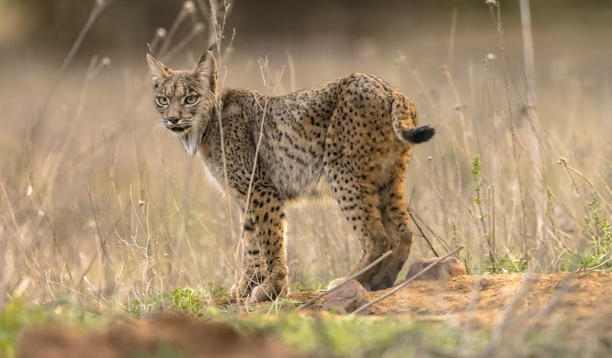 Lince ibérico